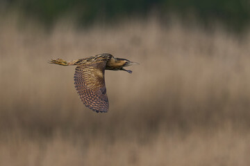 Bittern (Botaurus Stellaris) flying over the reedbeds of the Somerset Levels in Somerset, United Kingdom.