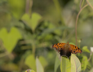 Eastern Comma Butterfly Resting on Green Leaf