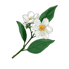 Delicate white flowers with green leaves on a stem