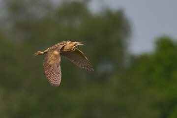 Bittern (Botaurus Stellaris) flying over the reedbeds of the Somerset Levels in Somerset, United Kingdom.