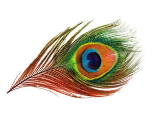 Vibrant peacock feather close-up