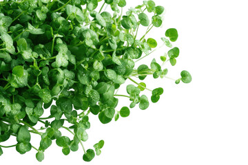 Close-up of fresh green sprouts