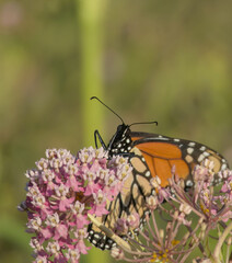 Monarch Butterfly Drinking Nectar on Pink Milkweed