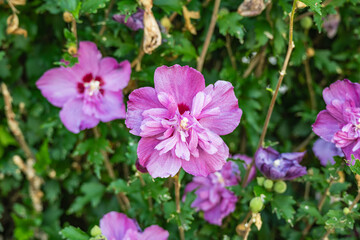 Fototapeta premium 庭で咲くムクゲ