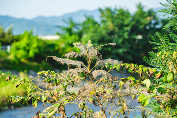 アメリカシロヒトリに侵された土手の木