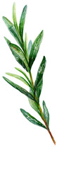 Obraz premium Detailed graphic of a vibrant green plant stem with numerous leaves