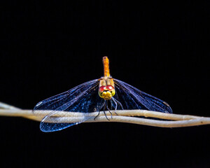 blue dragonfly on a branch