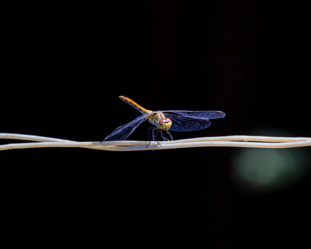 blue dragonfly on a branch