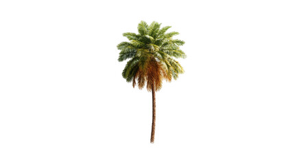 Palm tree against black background