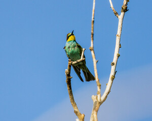 European bee-eater (Merops apiaster) perched on a branch against blue sky. Colorful bird with vibrant plumage, captured in its natural habitat.