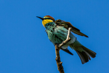European bee-eater (Merops apiaster) perched on a branch against blue sky. Colorful bird with vibrant plumage, captured in its natural habitat.