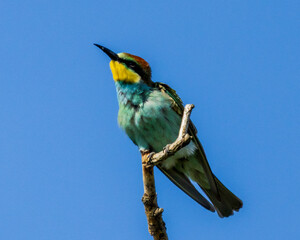 European bee-eater (Merops apiaster) perched on a branch against blue sky. Colorful bird with vibrant plumage, captured in its natural habitat.