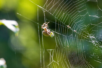 spider on a web
