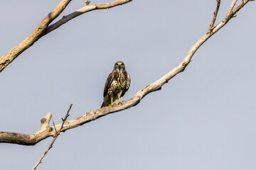 Common buzzard (Buteo buteo) perched on a dry tree branch against a clear sky. A majestic bird of prey in its natural habitat, captured in daylight.