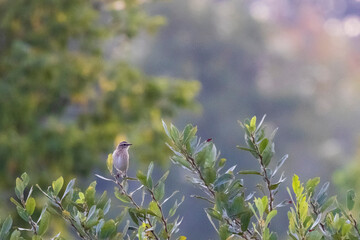 Great Reed Warbler (Acrocephalus arundinaceus).