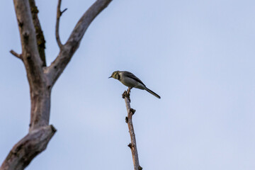 bird on a branch
