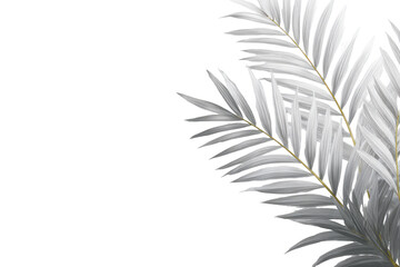 Close-up of elegant white palm fronds against black