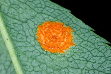 Rose rust Phragmidium tuberculatum, mucronatum pustules on rose leaf lower surface. High magnification.