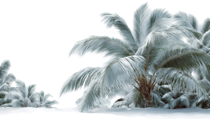 Frozen palm trees on a snow-covered beach