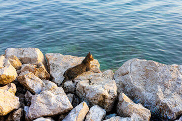Cat on rocks by the sea at sunset