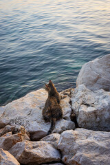 Fototapeta premium Cat on rocks by the sea at sunset