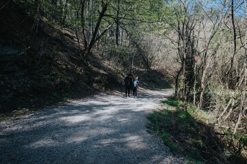 Obraz premium A couple enjoys a peaceful hike along a forest trail surrounded by sunlight flittering through the trees during the vibrant season of spring.