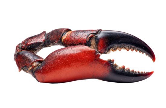 Close-up of a vibrant red crab claw.  Darker, almost black tips and edges contrast with the reddish-orange hue.  Visible texture on both the claw and the joint