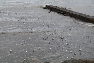 flock of waterbirds floating on the surface of the Icelandic ocean