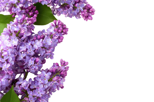 Close-up of vibrant purple lilac blossoms,  in a  bouquet arrangement, with dark background.  Soft focus, highlighting the  clusters of  flowers and leaves