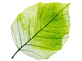 Single delicate green leaf skeleton isolated on black background, Isolated On white, Png Transparent