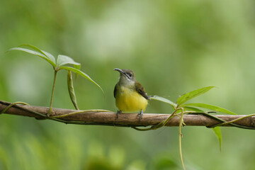 baby  Long-billed Spiderhunter on branch bird watching in the forest