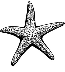 Detailed black and white graphic of a starfish.  Detailed illustration of a starfish, showing its five arms, textured surface, and intricate patterns