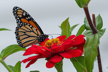 Closeup of orange monarch butterfly feeding from red zinnia in flower garden