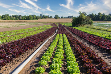 Landscape view of a field with green and red lettuce.