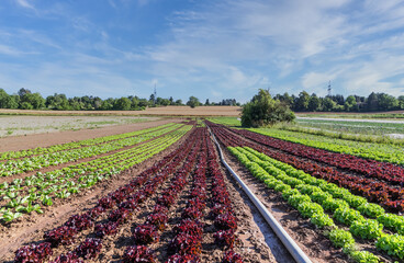 Landscape view of a field with green and red leaf lettuce.