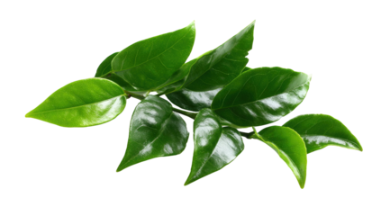 Close-up of vibrant green leaves (4)