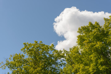 mature leaves and ephemeral cloud on a blue sky
