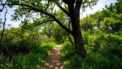 Fototapeta premium Sunny woodland path, shaded by leafy trees