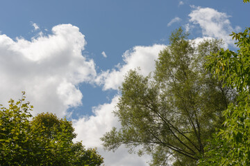 skyward view of clouds in the sky with trees in part silhouette