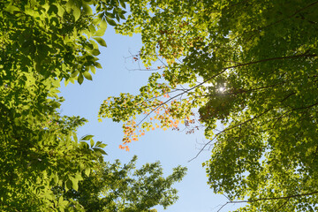 skyward view of trees in late summer