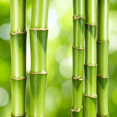 Obraz premium Close-up of vibrant green bamboo stalks against a blurred background