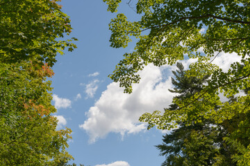 Fototapeta premium trees and sky