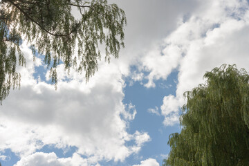 clouds and sky with willow trees