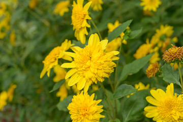 Asters with pom pom or double yellow centers