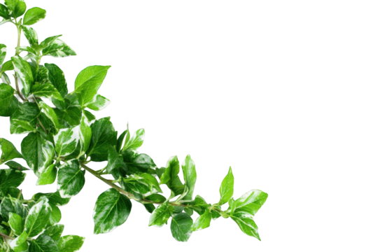 Close-up of a plant's leafy corner