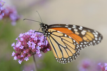 butterfly on flower