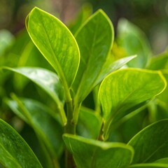 Close-up of vibrant green leaves (1)