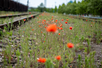 Colourful poppies flowers blooming along abandoned railway tracks, vibrant orange poppies contrasting with greenery, creating a serene and picturesque natural scene with copy space