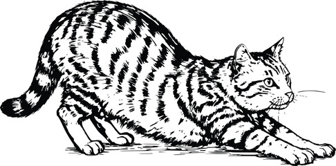Cat Line Art Illustration &ndash; Black and White Domestic Pet Drawing