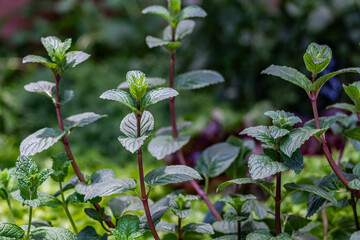 Fresh green mint leaves growing in a lush garden, showcasing vibrant textures and natural beauty, ideal for culinary or herbal applications and enhancing visual appeal